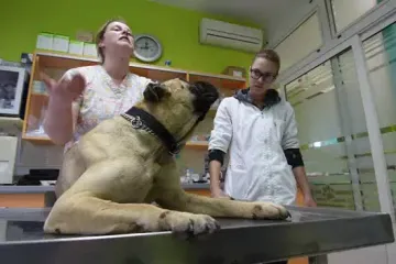 Monstrum upucao bull mastificu Xiju