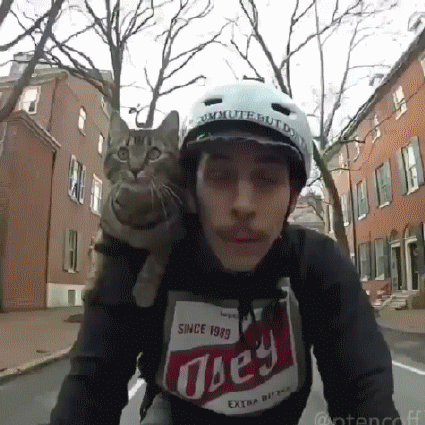 Zna li on da mu se lo&scaron;e pi&scaron;e kad mački dosadi?