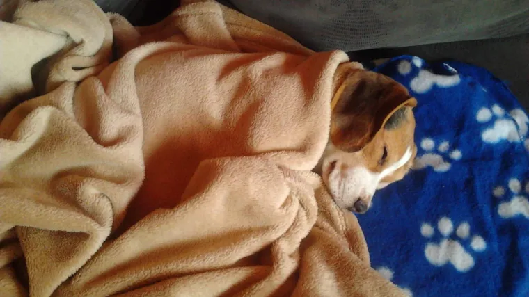 U ove četiri slike može se sažeti život svakog ljubimca