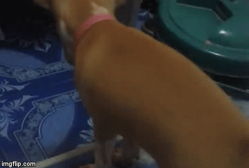 Štenci organizirali filmski bijeg i raznježili baš sve na društvenim mrežama