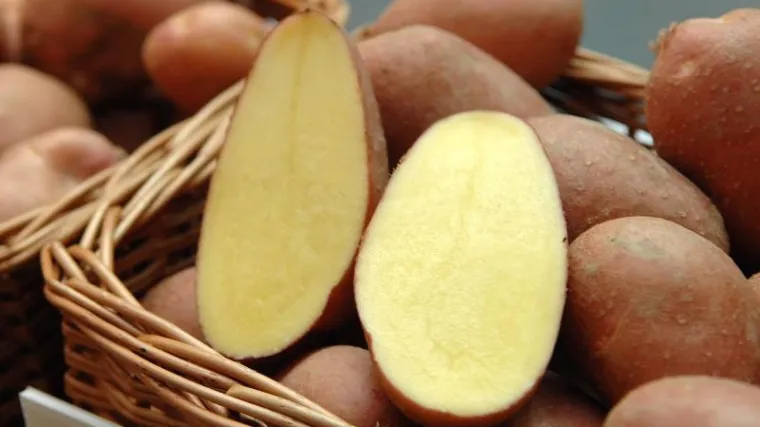 Svi se dali u biznis s krumpirima, šire proizvodnju i trljaju ruke