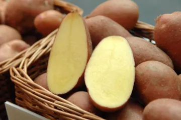 Svi se dali u biznis s krumpirima, šire proizvodnju i trljaju ruke