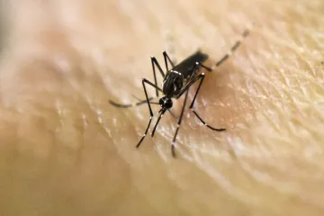 'Što se sve mora dogoditi da se zarazite zika virusom'
