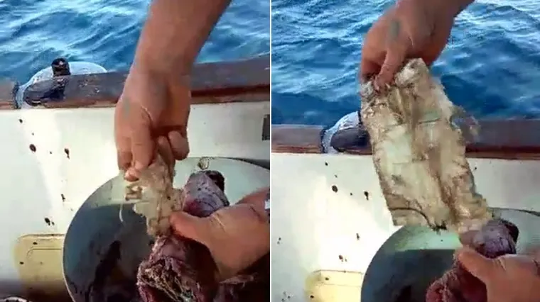 Jedemo smeće koje smo sami bacili u more: pogledajte &scaron;to su prona&scaron;li u želucu jadranske ribe!