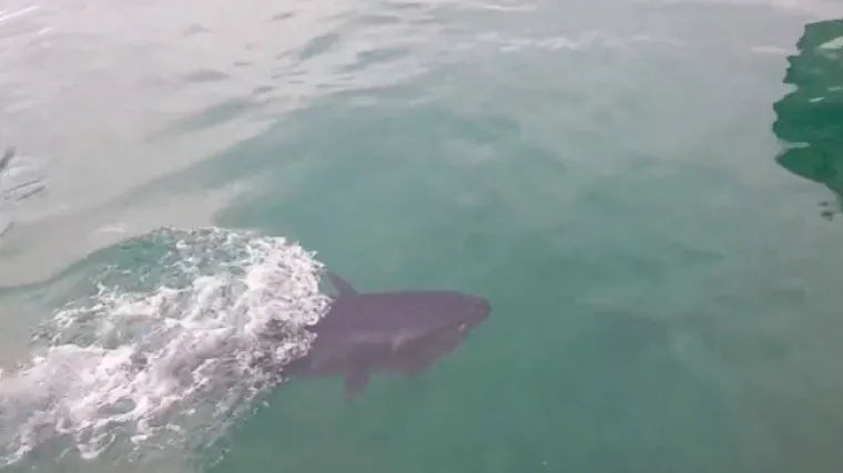 Galeb pojeo ribicu, a onda je iz mora izronila neman i progutala ga cijelog