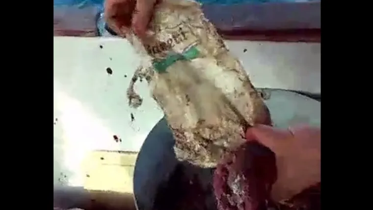 Pogledajte što su sve izvadili iz ribe ulovljene u Jadranu