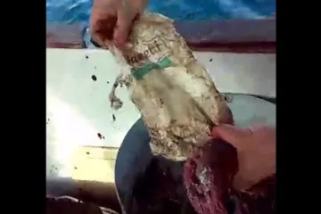 Pogledajte što su sve izvadili iz ribe ulovljene u Jadranu