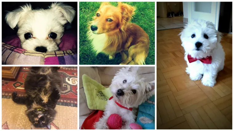 Prije no &scaron;to kupite ljubimca razmislite o udomljavanju, pogledajte samo ove slatki&scaron;e