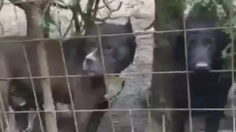 Uzgajivač pasa može postati bilo tko, a ne treba čak niti imati psa: dovoljno je platiti 500 kuna i predati zahtjev