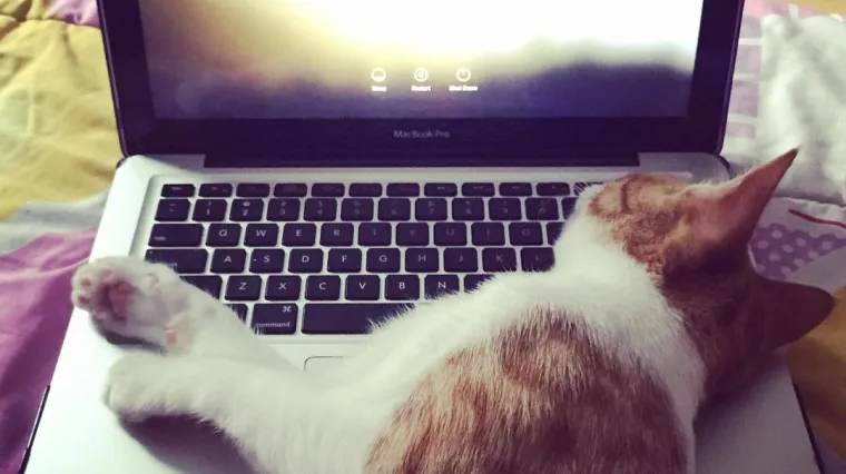 Stvarno čudnovata čudovi&scaron;ta