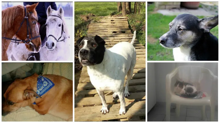 Stvarno nam nije jasno kako je riječ 'konj' postala uvreda...