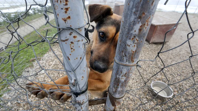 Istražujemo ilegalne azile i uzgajivače pasa: za&scaron;to mučenje životinja prolazi nekažnjeno?