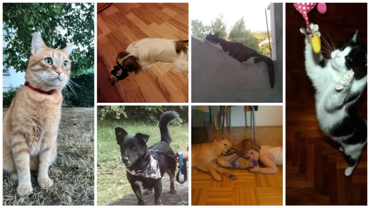 Mace s krizom identiteta, psi koji se igraju s kung-fu pandom...