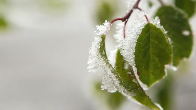 &Scaron;teta od mraza vi&scaron;a je od 75 milijuna kuna, no jo&scaron; će i rasti!