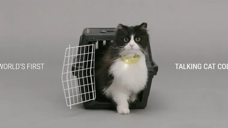 Izmislili ogrlicu koja prevodi mijaukanje u ljudski govor