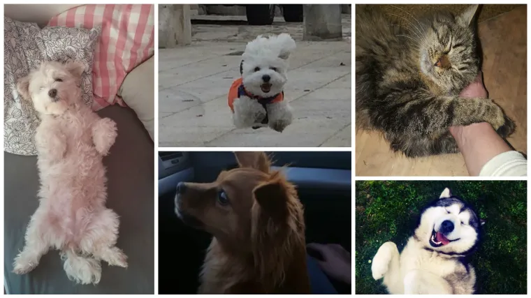 Ovi ljepotani su oličenje uživanja i popravit će vam i najtmurniji dan