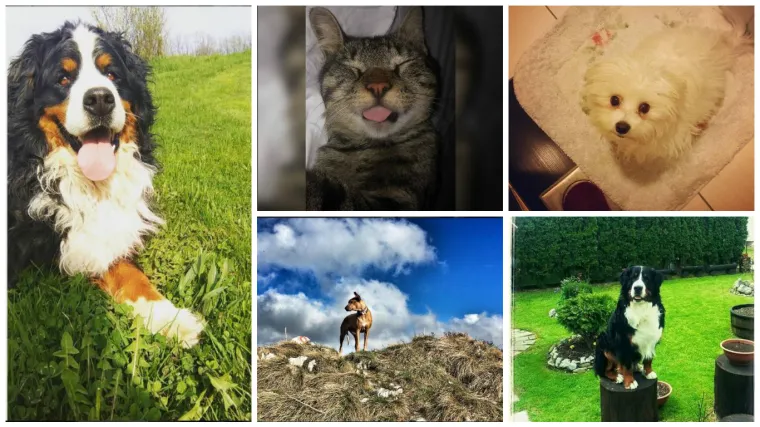 Znate kako izgleda kad maca snima sebić i radi duckface?  E pa...