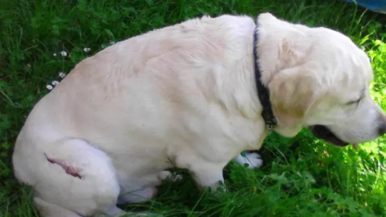 Policija otkrila bolesnika koji je iz zračne pu&scaron;ke nastrijelio dva psa u Medulinu