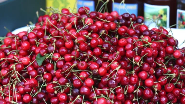 Cijena tre&scaron;anja &scaron;okirala građane, za kilogram traže čak 100 kuna!
