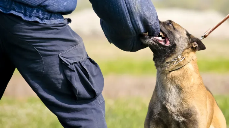 Novi napad belgijskog ovčara: pas nepoznatog vlasnika na ulici ugrizao radnika!