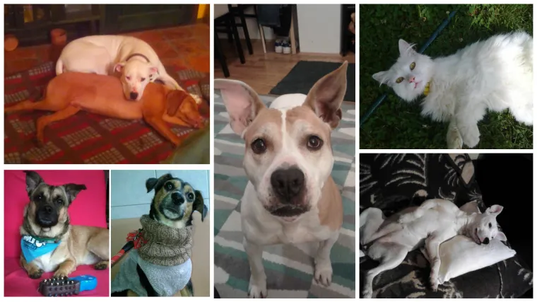 Otvarate na vlastitu odgovornost - neki će vas jednostavno hipnotizirati