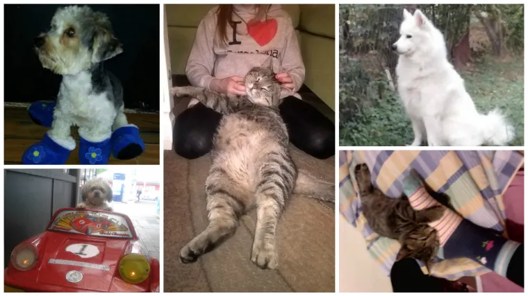 Upoznajte Mačak-pa&scaron;u Velikog od Tenja, ali i jednog malog tigra