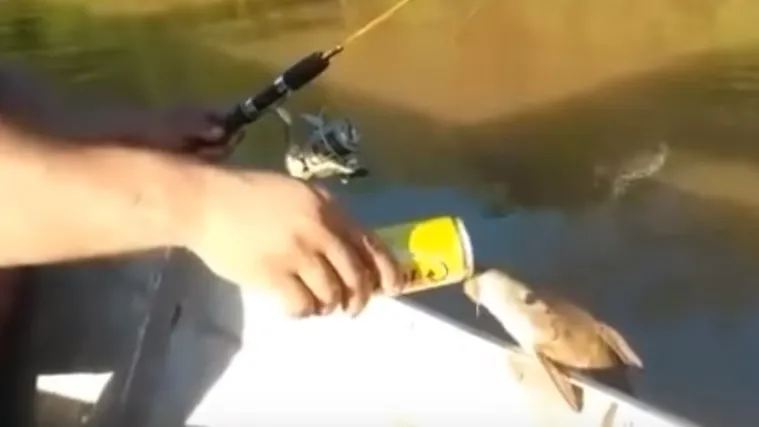 Riba se naslonila na čamac i navalila na pivo