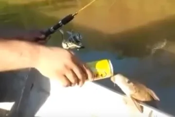 Riba se naslonila na čamac i navalila na pivo