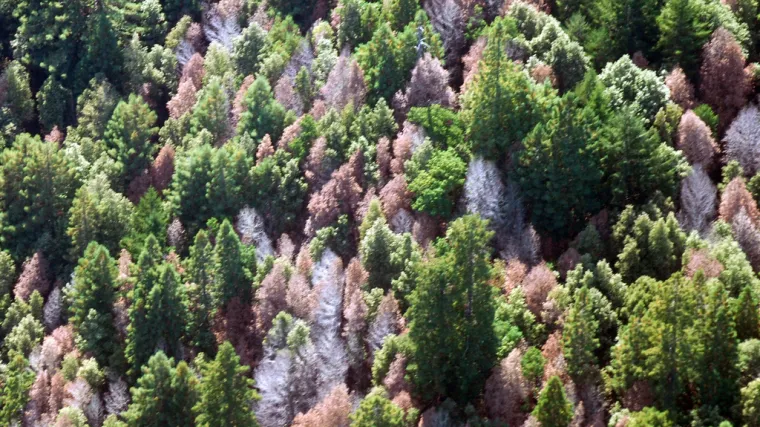 Znanstvenici ne znaju kako stati na kraj bolesti koja je isu&scaron;ila milijune stabala u Kaliforniji