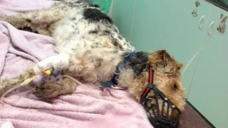 Spasila ga Dubrovkinja: ovo je priča o psu koji je otrovan i ostavljen da umre