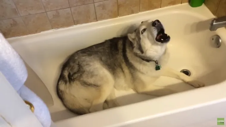 Zadnje što ovaj haski želi je izaći iz kade