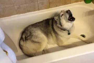 Zadnje što ovaj haski želi je izaći iz kade