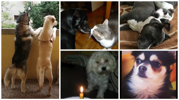 Poljupci, zagrljaji, mahanje s balkona... oni vole bezuvjetno