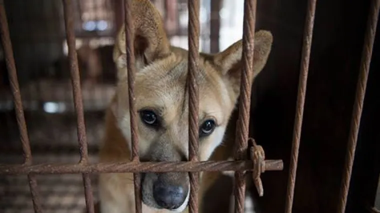 Spasili 250 pasa od klanja na farmi