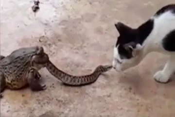 Zbunjena maca ne zna što napraviti sa zmijom koju proždire ogromna žaba