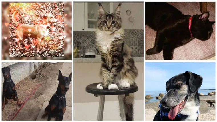 Pripremite se za sutra (petak 13.) uz crnu mačku koja nosi puuuno sreće