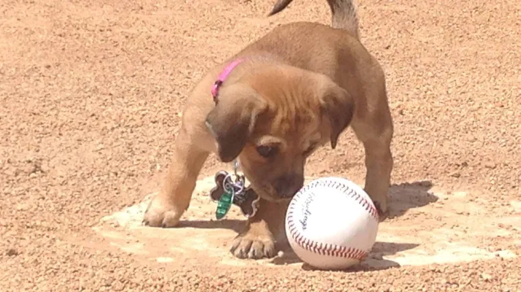 Napu&scaron;teni psić na&scaron;ao posao na stadionu