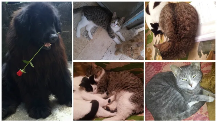 Pravi mali čopor maca i jedan jako zaljubljeni pas