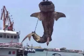 'To je bio naš stari prijatelj, stalno nas je posjećivao'