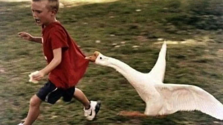 I ptice znaju biti totalna napast