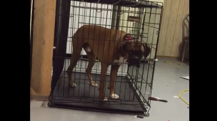 Nisu mogli shvatiti kako im pas stalno bježi pa su postavili skrivenu kameru