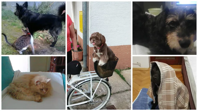 Od Franje do Garfielda, ova ekipa zna kako uživati