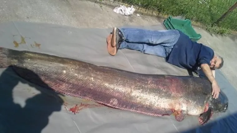 Grdosija iz Dunava: Ulovili soma od tri metra!