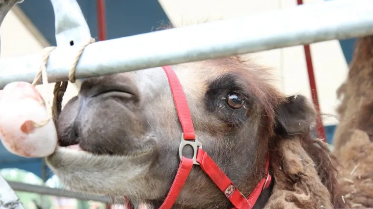 Spor u Čakovcu - je li deva domaća životinja?