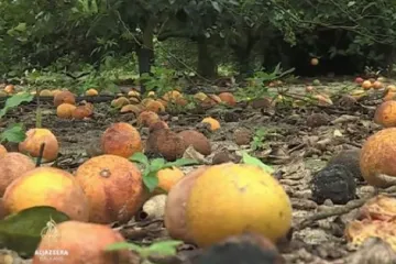Zbog bolesti koju prenosi na kocki čitava jedna industrija