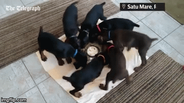 Jako su dobro dresirani pa uštede i vrijeme i prostor