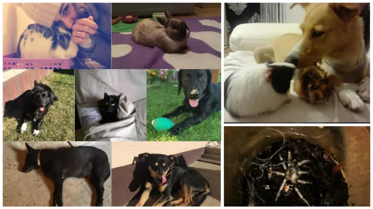 Možda nisu osobite pristaše EU, ali su svakako ujedinjeni u različitosti