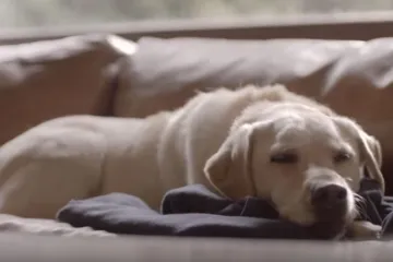 Već dugo nismo vidjeli ovako snažnu reklamu protiv vožnje u pijanom stanju