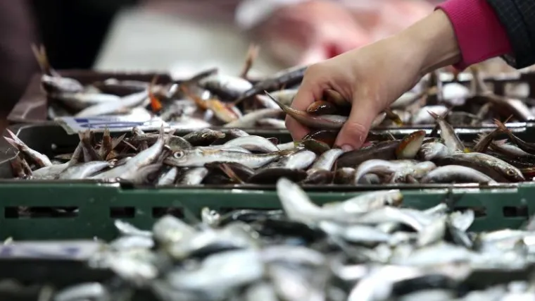 'Četvrtina riba na ribarnicama sadrži komadiće plastike!'