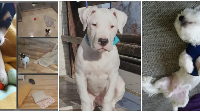 Ono kad se i najveća nepodop&scaron;tina opra&scaron;ta koliko su slatki